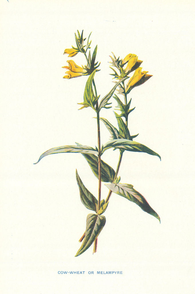 Cow-Wheat. Wild Flowers by Frederick Edward Hulme c1895 old antique print
